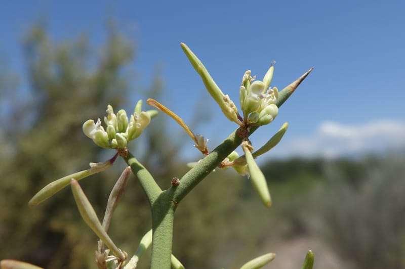 Bredemeyera colletioides, Fortunato 13068--Argentina. Hwy 60, rocky river channel. 3 Feb 2018. DSC08172 (84).JPG