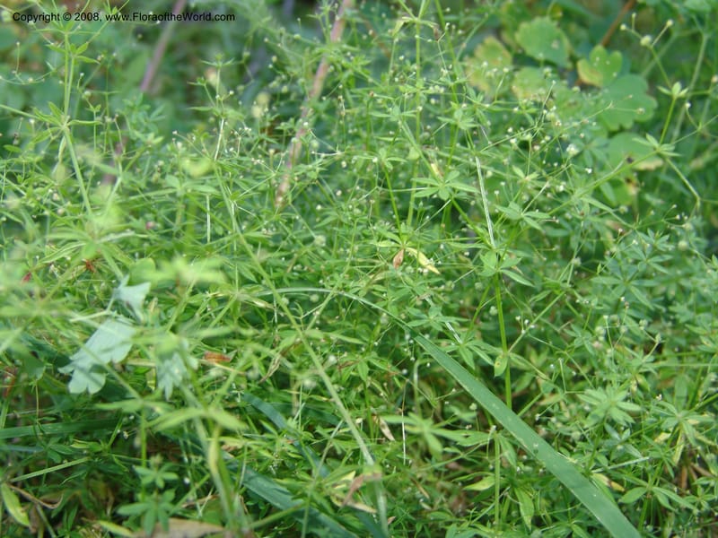 Galium asperrimum--ID. Valley Co. Sylvan Beach, Payette Lake. 13 Aug 05. 090.jpg