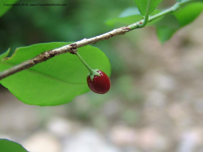 Erythroxylum havanense, R. Ramirez D. xx--MX. Jalisco. Res. Las Joyas, La Manzanilla. 1 Aug 2007. 053 (4).jpg