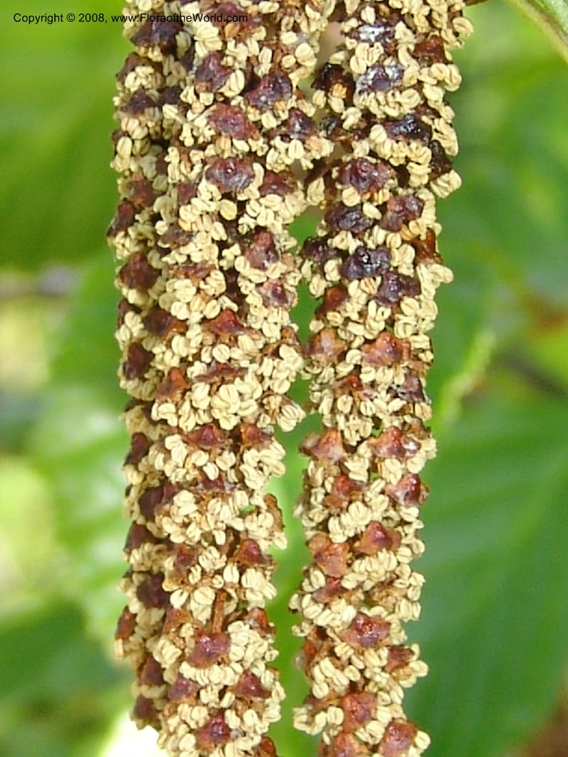 Alnus sinuata, CDavidson11075--ID. Valley Co. Crestline Trail Rd., N of Payette Lake. 15 Jun 07 078.jpg