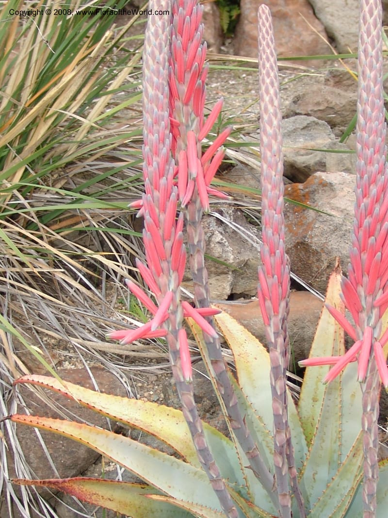 Aloe suprafoliata, 50.1228--CA. UC Berkeley Bot. Garden. 8 Dec 06. 079.jpg