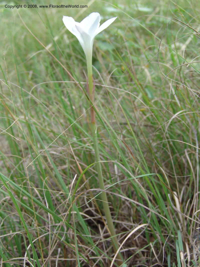 Cooperia pedunculata--TX. Johnson Wildflower Center. 13  Jun 04. 002.jpg