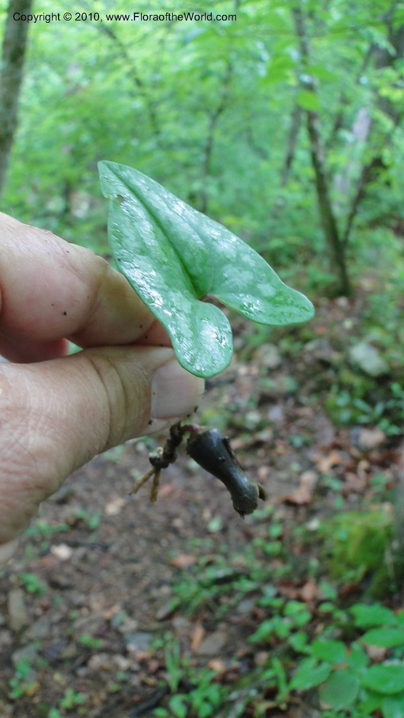 Hexastylis arifolium, Mori 27431--North Carolina. Duke Forest. Gate 26. 24 May 2010. 149 (34).jpg