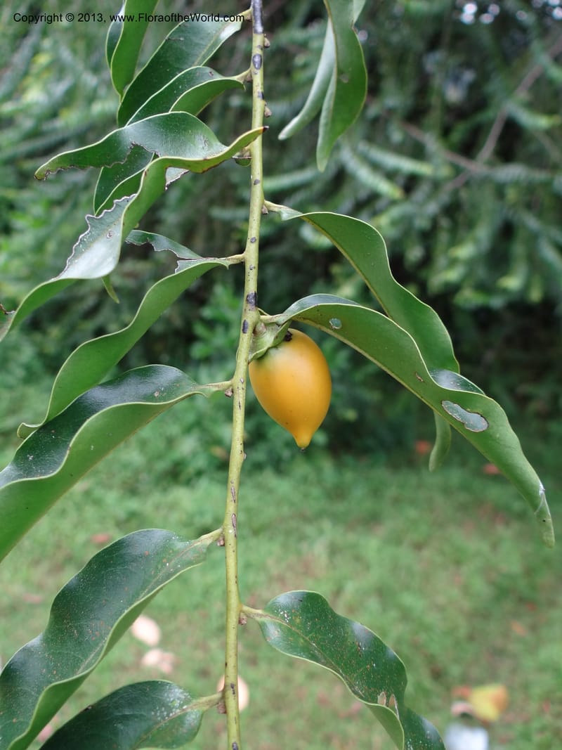 Diospyros, S.98882--Malaysia, Sarawak. Kubah Nat. Park. 28 Mar 2012. DSC05973 (51).JPG