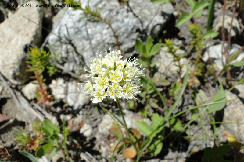 Zigadenus paniculatus, C. Davidson 11861--Idaho. Valley Co. Lick Creek Rd. 4 July 2011. 070 (12).jpg