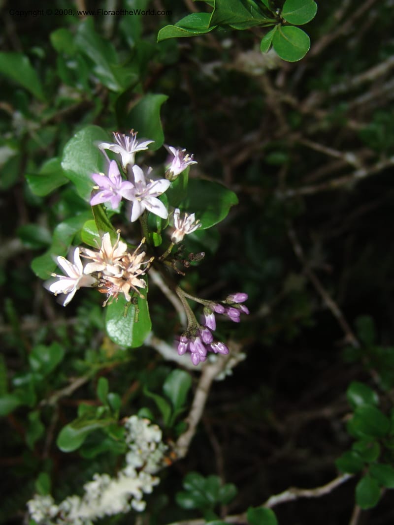 Ehretia rigida--So.Africa. E. Cape. Uitenhage Nat. Res. 6 Mch 05. 201.jpg