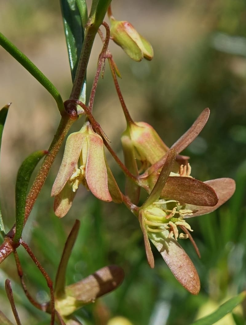 Aphanopetalum clematideum, Davidson, C 13444--Australia. W.A. Geraldton. Chapman River. 25 Oct 2016.  (99).JPG