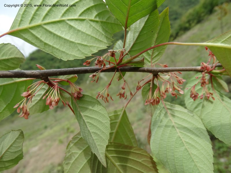 Euptelea pleiosperma, Boufford, D 43587--China. Sichuan. Tudiling Tunnel. 6 May 2014. DSC03860 (140).JPG