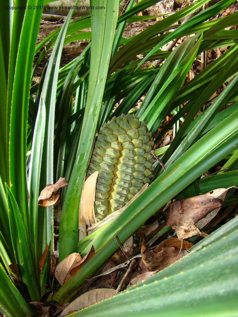 Pandanus balansae, M. Callmander 828--New Caledonia. Mont Dzumac road. 23 Jan 2010. 001 (597).jpg
