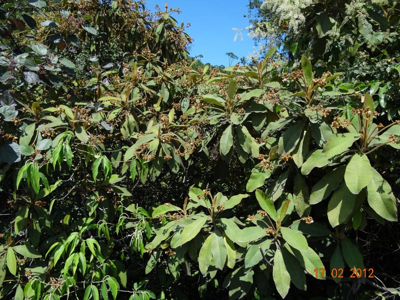 Saurauia sp. unk., Martinez-Melendez, M 427--Mexico, Chiapas, Palenque-Ocosingo 17 Feb 2012  3225 (14).JPG