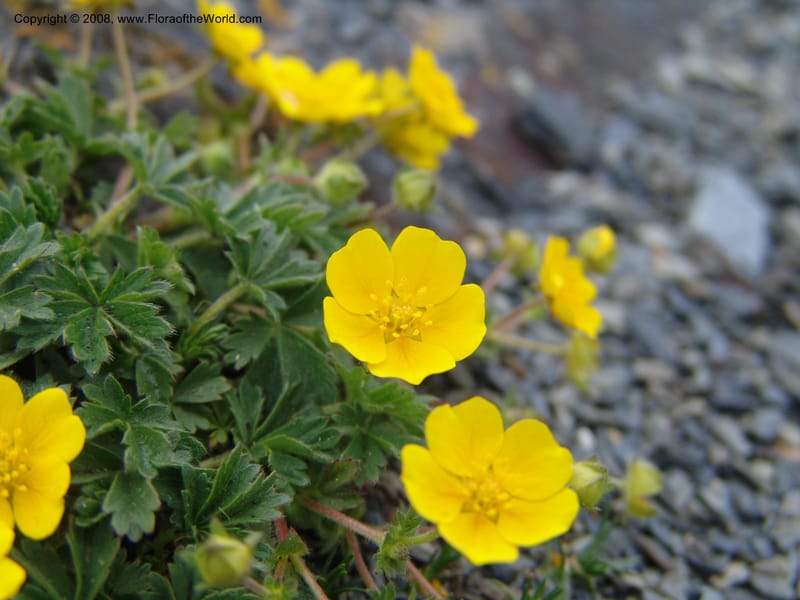 Potentilla--Georgia. Kazbeki . Trail-road to Sameba Church. 2 Jun 05. 395.jpg