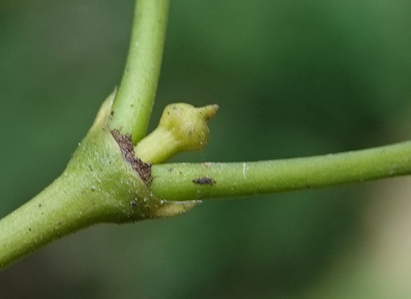 Gnetum catasphaericum, D. Boufford 44101--China. Yunnan. Lao jun Shan. 30 Apr 2018. DSC00424 (554).JPG