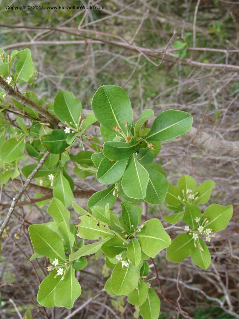 Psorospermum, ROR1525--Madag. Prov. Antsir. Sahafary, Andranomadiro. 7 Nov 06. 299.jpg