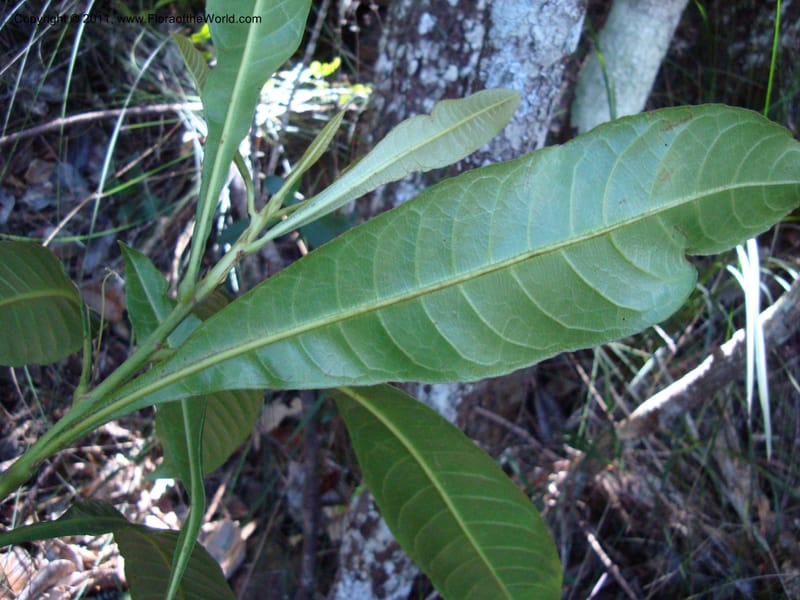 Cleidion, Munzinger, J 4654--New Caledonia, Province du Sud, Dumbea barrage 11 Nov 2007  (15).jpg