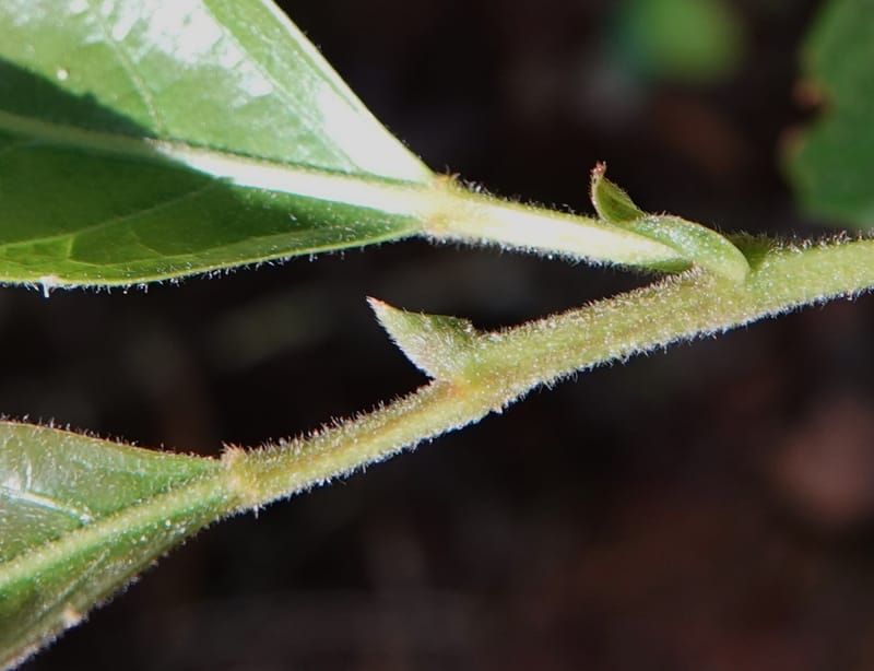 Aporosa dioica, D. Boufford 44137--China. Yunnan. Pu Wen to Da Du Gang on G213. 4 May 2018. DSC01724 (178).JPG