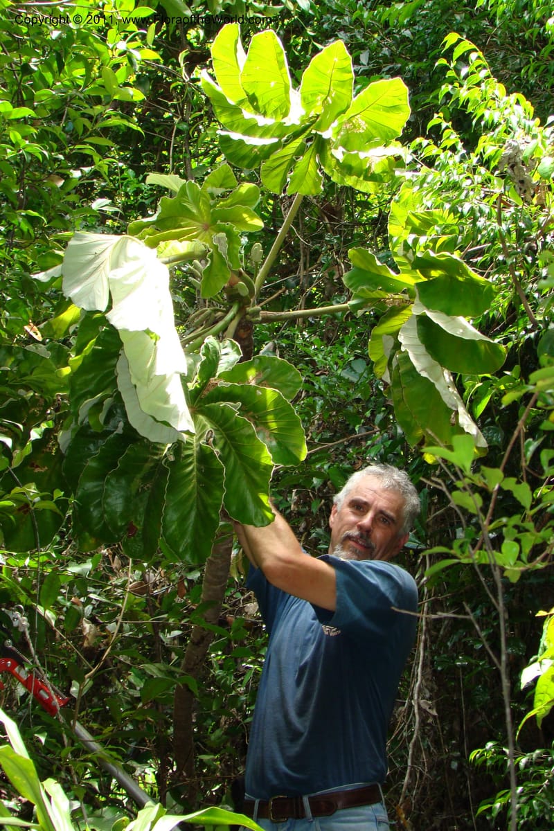 Cecropia peltata, Phillipson 6117--Madagascar. Prov. Fianarantsoa. Manombo Nat. Park. 13 Jan 09. 077 (13).jpg