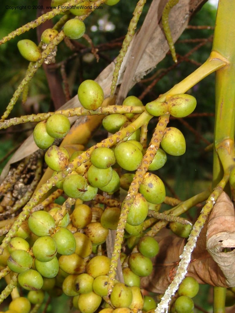 Chrysalidocarpus lucubensis--So. Africa. Durban Bot. Garden. 14 Mch 05. 140.jpg