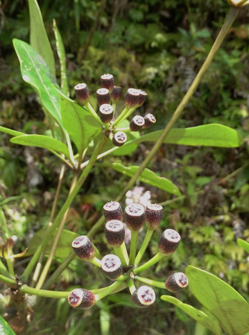 Plerandra grandiflora, Plunkett, G 3178--Fiji. Delaikoro Mtn. 3 Nov 2015. DSC08393 (7).JPG