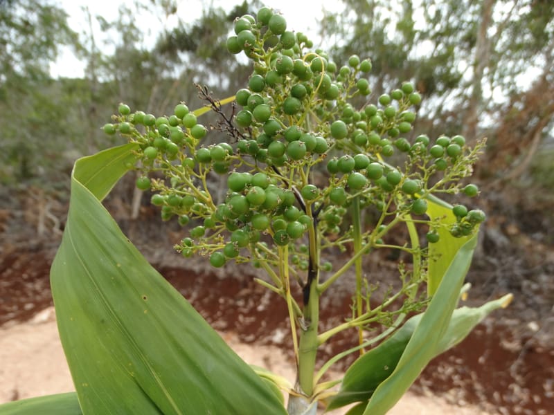 Flagellaria, Callmander, M. 1254--New Caledonia. Tiebaghi. 17 Nov 2015. DSC03437 (153).JPG
