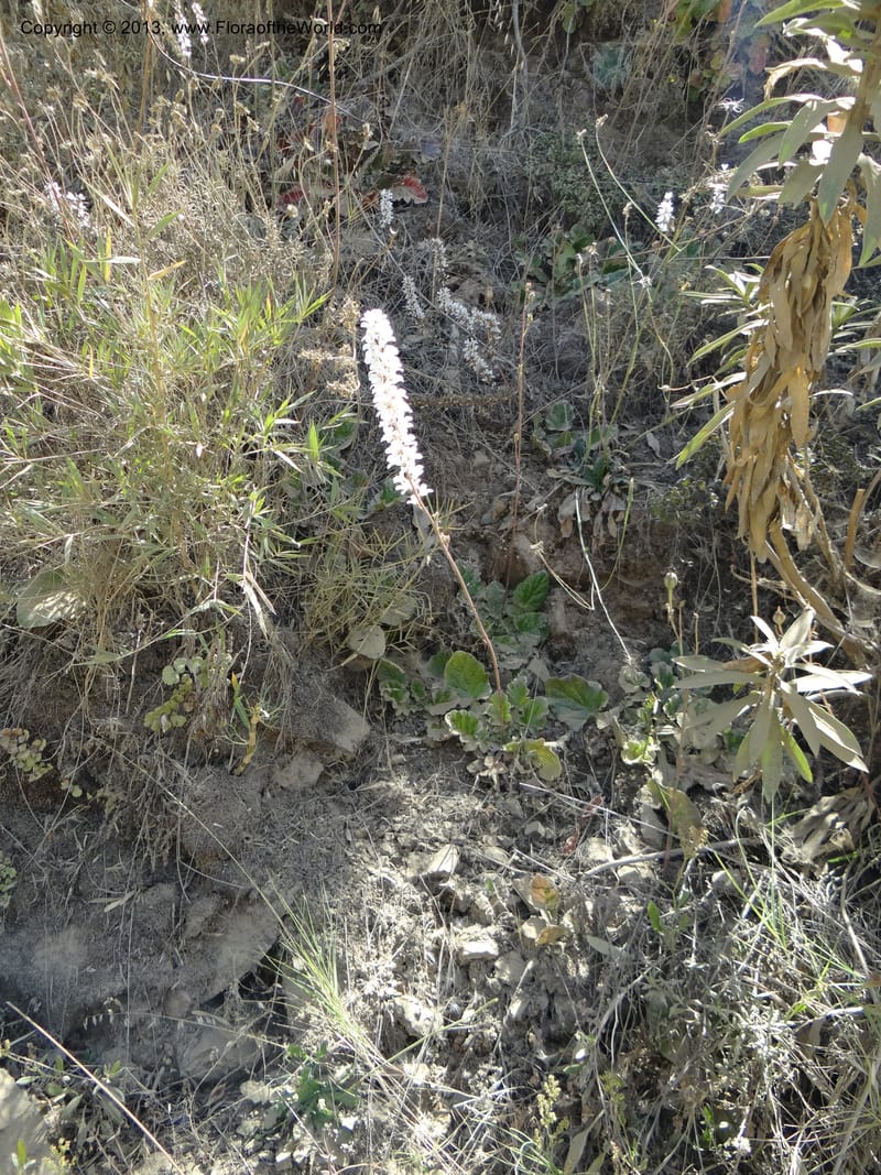 Francoa appendiculata, WDS 34052--Chile. Pichilemu. 13 Feb 2013. DSC00381 (63).JPG