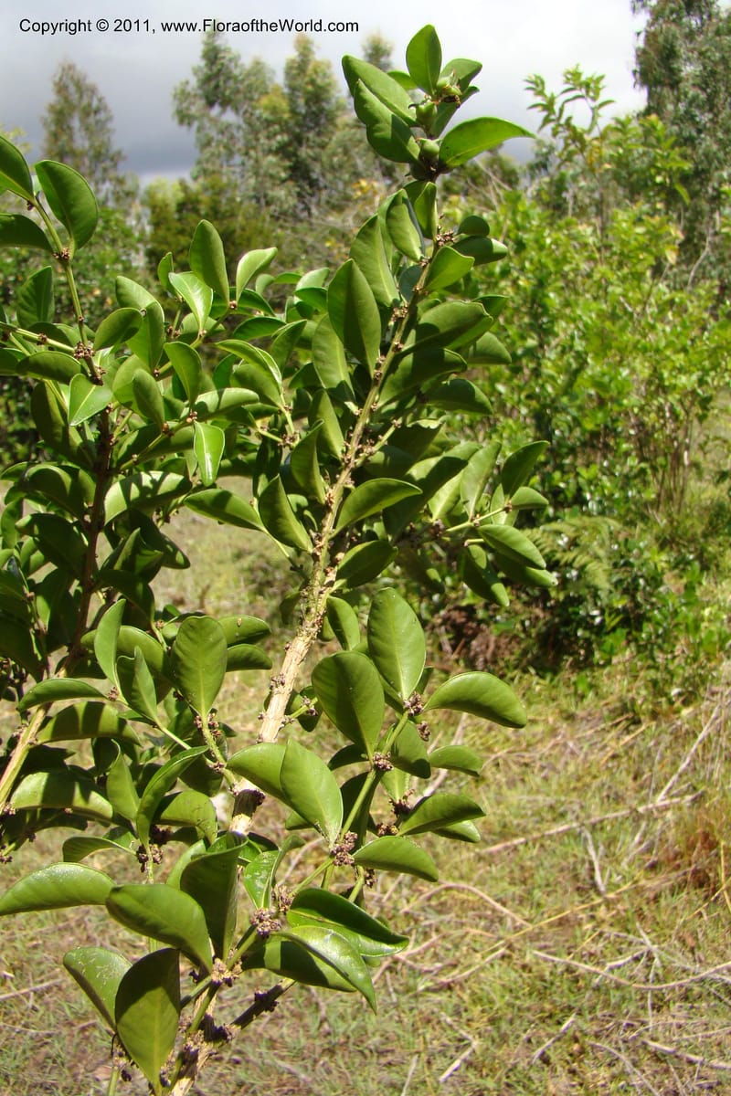 Buxus madagascarica, Razafindraibe 200--Madagascar. Prov. Fianarantsoa. RN 12. 14 Jan 09. 104 (10).jpg