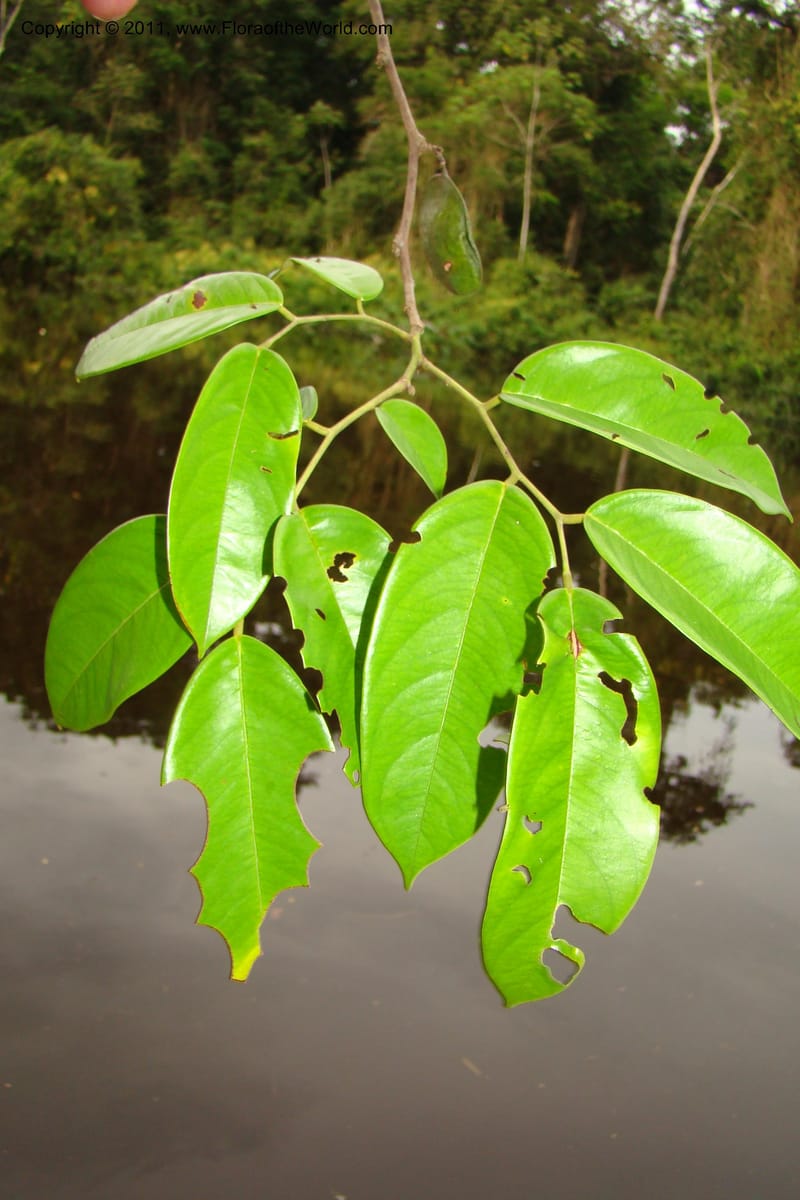 Dalbergia, RVasquez34833--Peru. Loreto. Dist. Nauta. Qbda Nawapa, Rio Tigre. 11 Nov 08. 923.jpg
