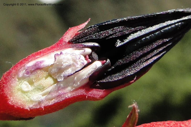 Brachyotum alpinum, Ulloa 2084--Ecuador. P. N. Sangay. 6 June 2011. 309 (25).jpg