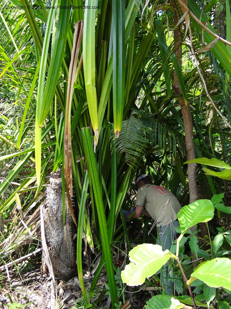 Pandanus kamiae, Callmander, M 1021--Sabah. Klias Forest Reserve. 3 Apr 2012. DSC06489 (108).JPG