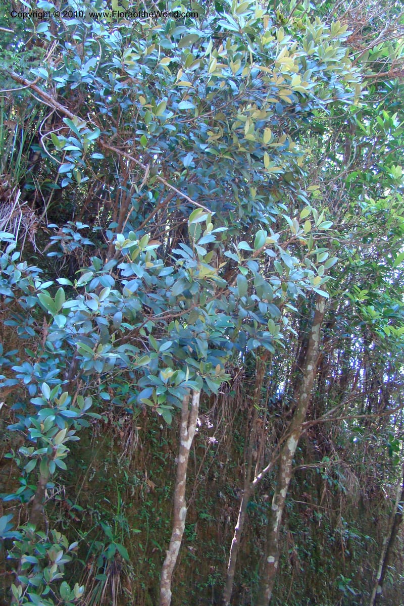 Illicium, Regalado 1743--Viet Nam. Thua Thien Hue Prov. Phu Loc Distr. Bach Ma. 13Apr 09. 253.jpg