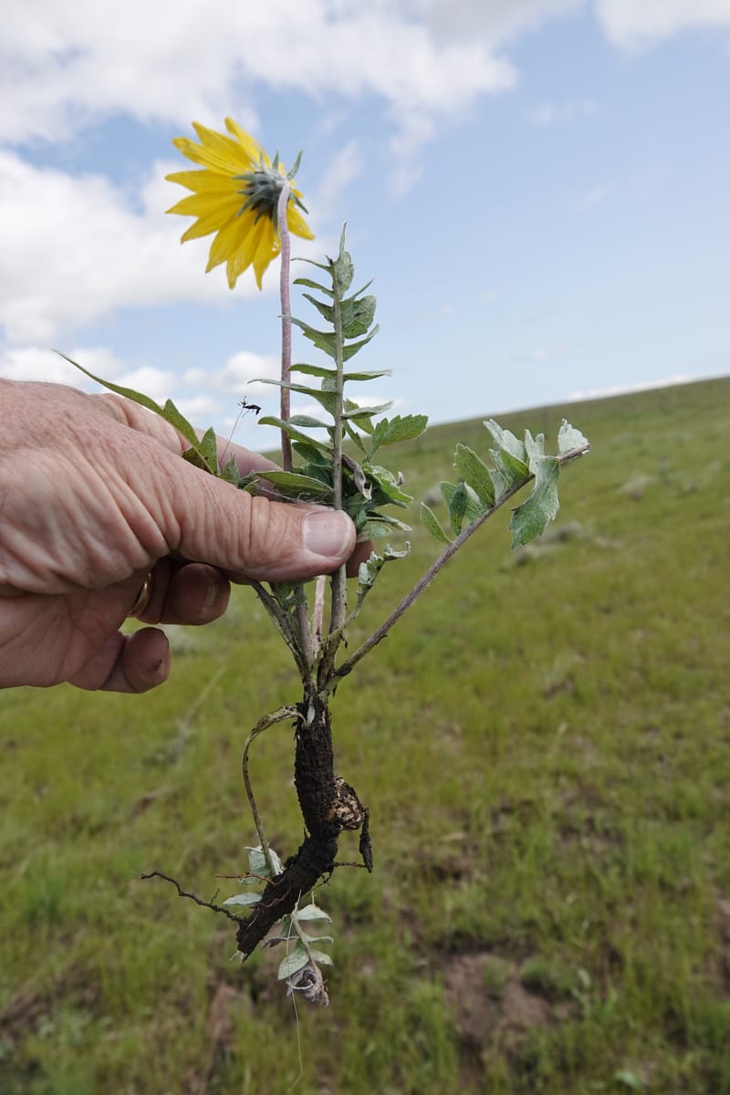Balsamorhiza incana, C. Davidson 13776--Oregon. Wallowa Co. Trail Cr. Rd. Stop 1. 5 Jun 2018. DSC04910 (44).JPG