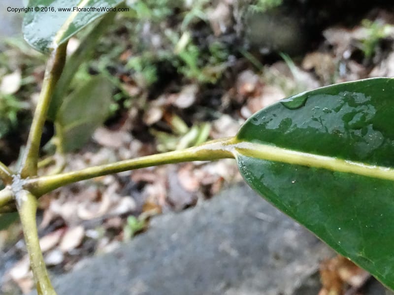 Schefflera, Davidson, C 12649--Sabah. G. Silam. 1 Oct 2014. DSC00937 (148).JPG