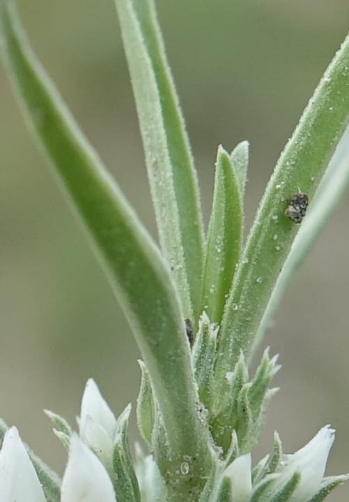 Enicostema axillare., L. Nanyeni 1275--Namibia. Hwy D2859. Odom 418. 30 March 2018. DSC04324 (203).JPG