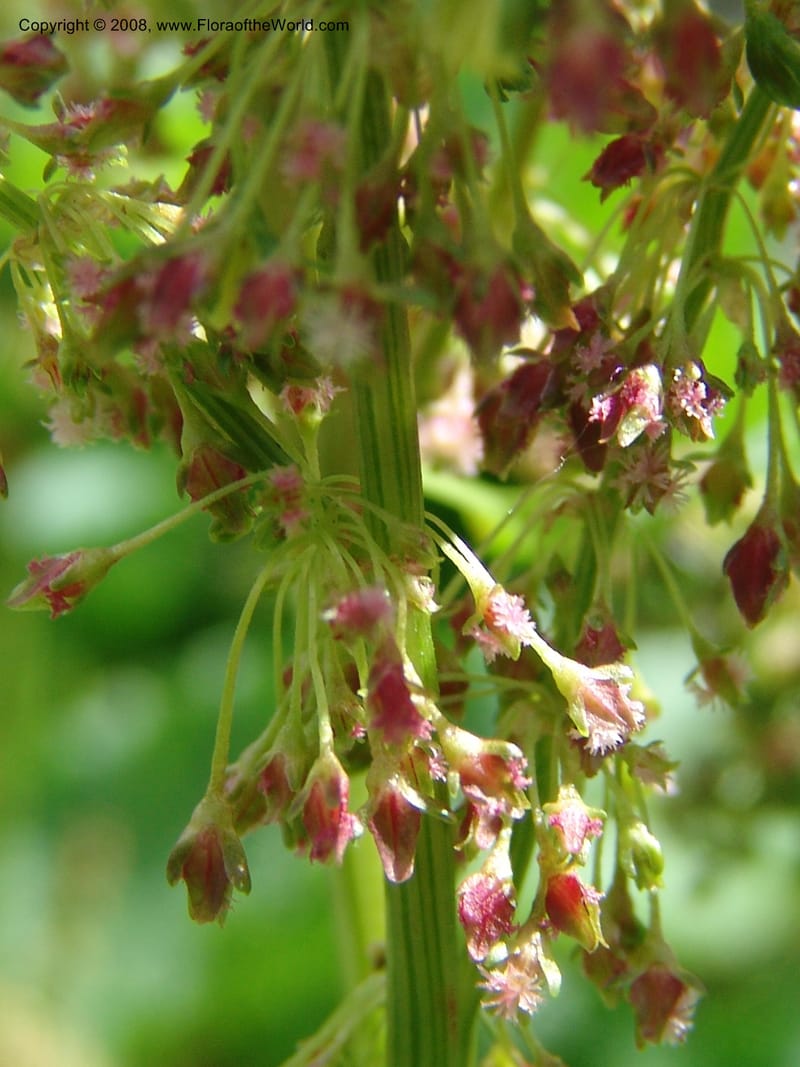 Rumex alpina--Georgia. Kazbegi region. Kora Gorge. 3 Jun 05. 034.jpg