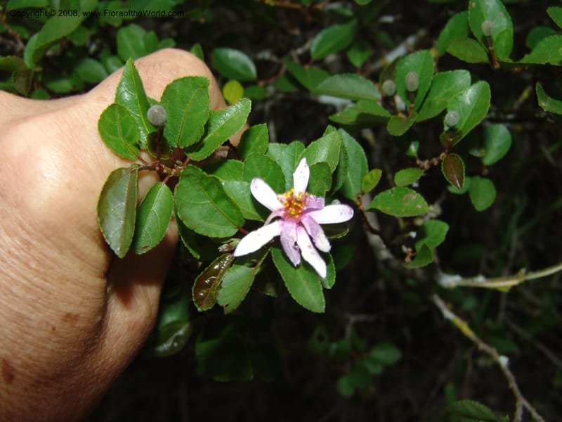 Grewia occidentalis--So.Africa. E. Cape. Uitenhage Nat. Res. 6 Mch 05. 202.jpg