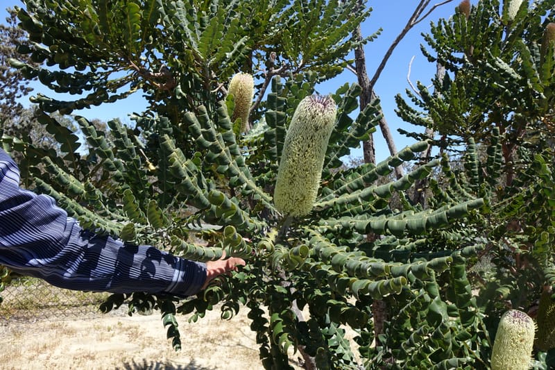 Banksia grandis, Not collected--Australia. W.A. Koondoola Bushland. 22 Oct 2016. DSC03457 (269).JPG
