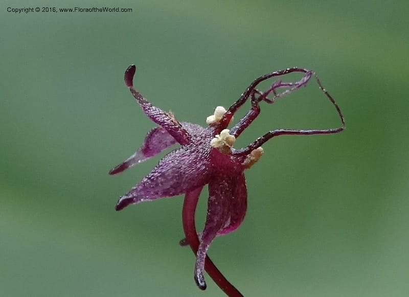 Sciaphila, Davidson, C 12754--Sabah. Hampuan FR. 13 Oct 2014. DSC04689 (158).JPG