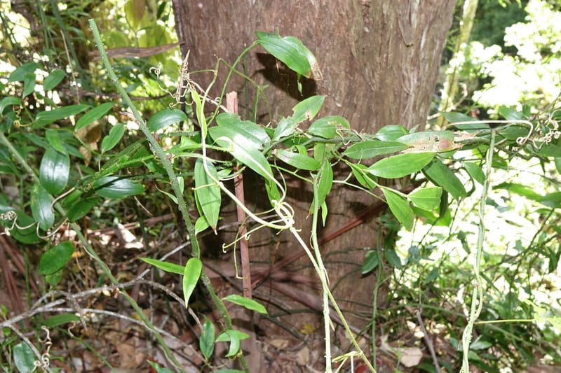 Petermannia cirrosa, Davidsonm C 13363--Australia. Qld. Springbrook N.P. Mt. Cougal Sect. 19 Oct 2016. DSC03346 (23).JPG