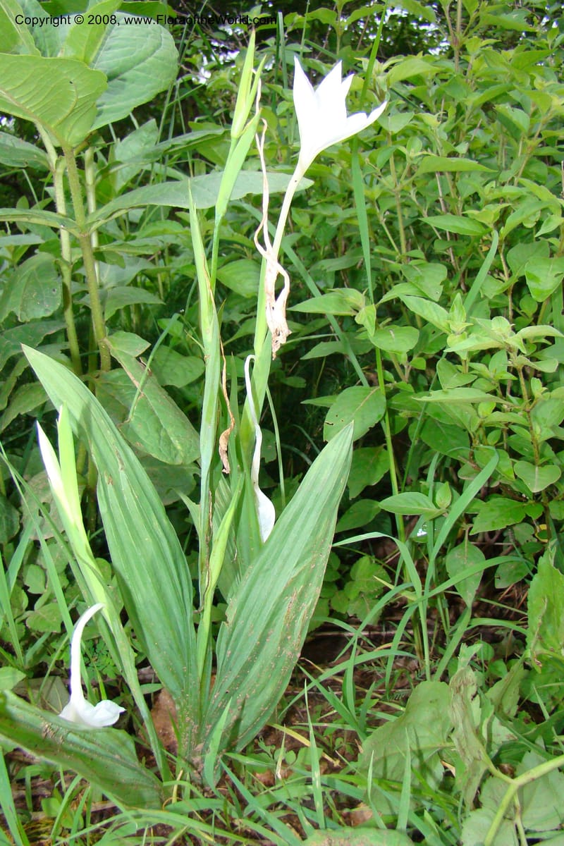Savannosiphon euryphylla, RGereau7006--Tanz. Mbeya Rural Distr. Pungaluma Hills. 23 Jan 08. 257.jpg