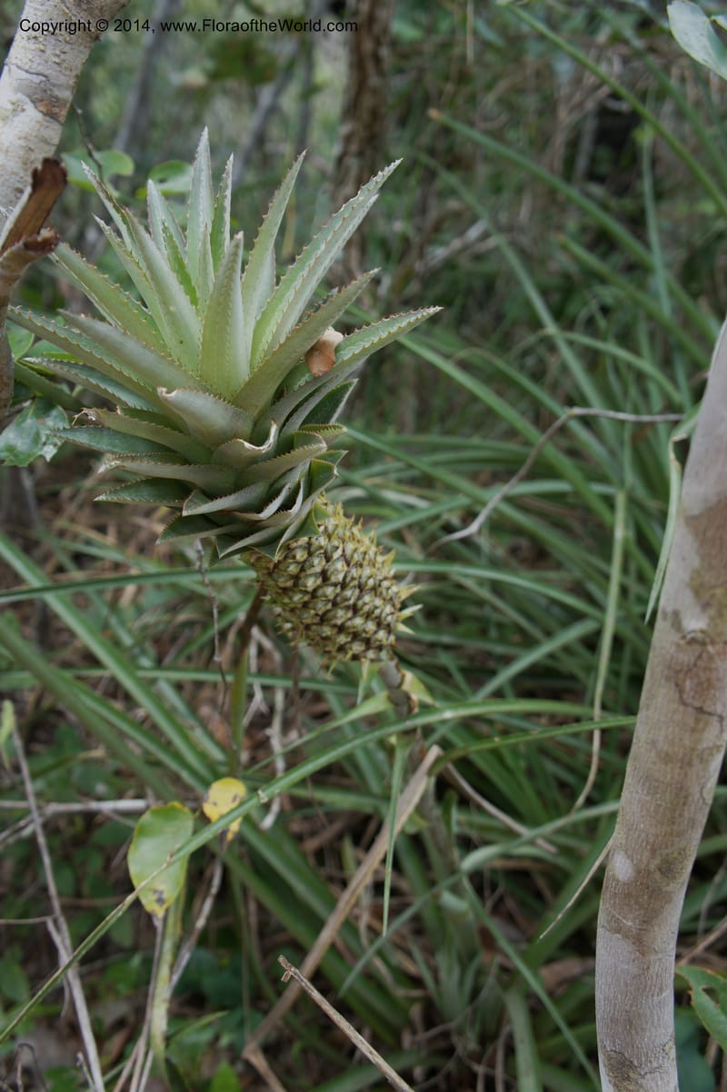 Ananas ananassoides, Stevens,  W. D 31039, Cerro Cora, 15 Mar 2011 4338 (1).JPG