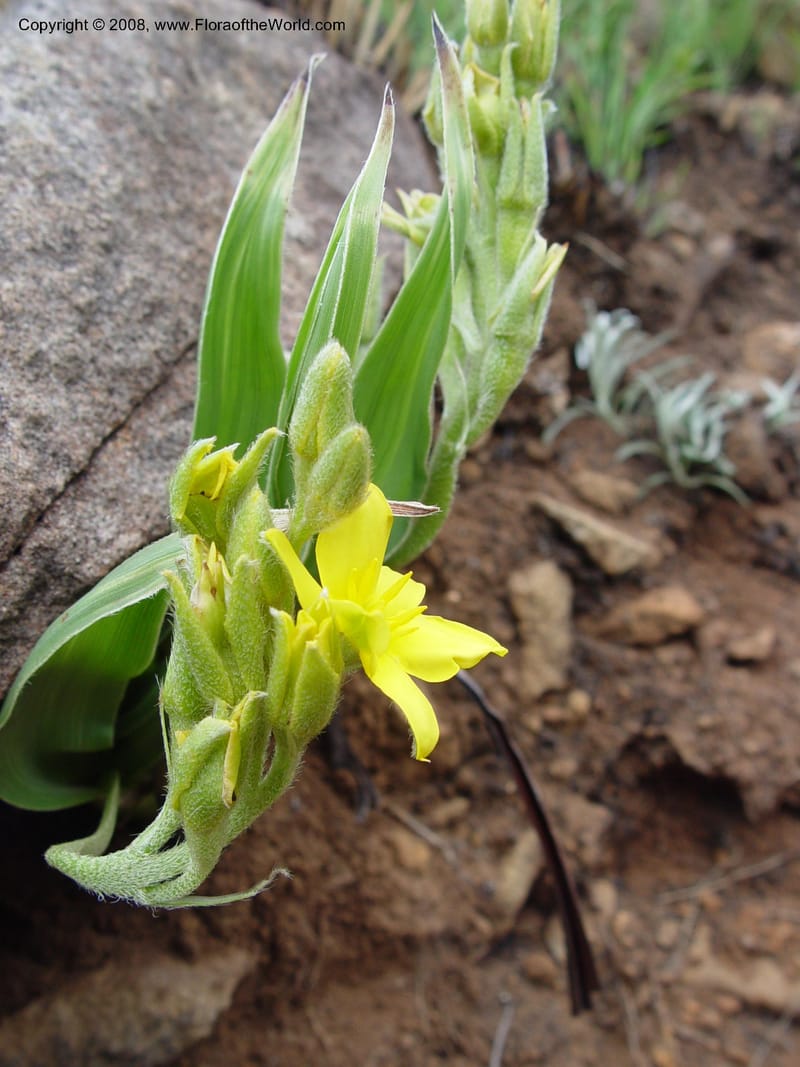 Hypoxis costata--So. Africa. Drakensberg Mts. Giant's Castle. 4 Oct 03. 022.jpg