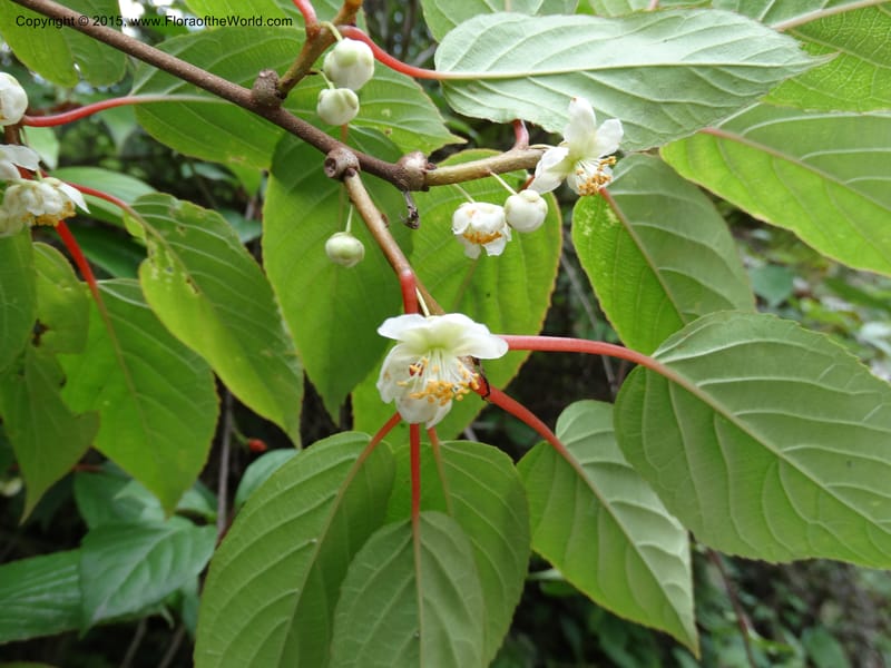 Actinidia, Boufford, D 43714--China. Sichuan. GanYangGou Rd. Km marker 7. 13 May 2014. DSC05676 (87).JPG