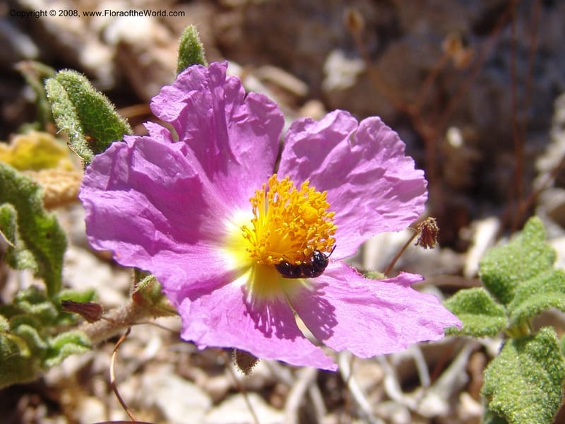 Cistus creticus--Crete. Ep. Kydonia. Akrotiri. Trail Gouvernetos . 23 May 05. 026.jpg