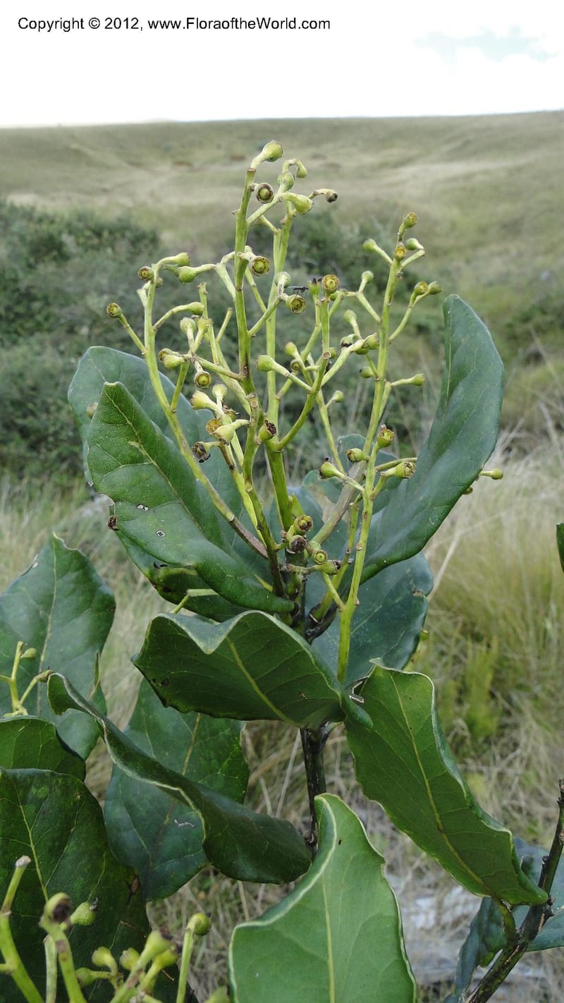 Ocotea, D. Ravelonarivo 3390--Madagascar. E of Ambositra toward Antoetra. 2 May 2010 325 (4).jpg