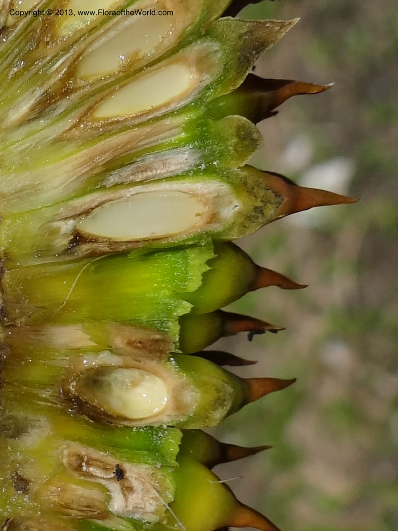 Cross-section of fruiting syncarp showing seeds and spines