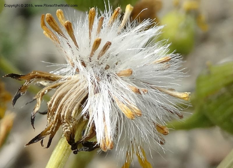 Senecio, Davidson, C 12598--ID. Idaho Co. Seven Devils Camp Ground. 15 Jul 2014. DSC00113 (320).JPG
