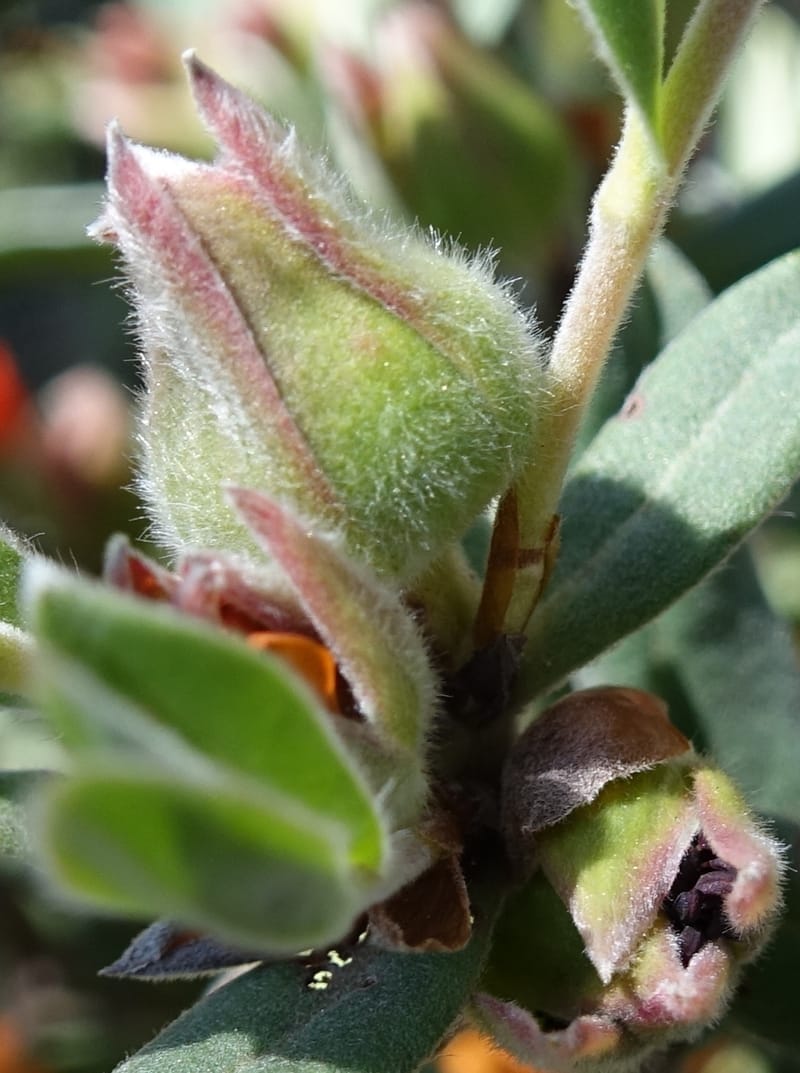 Hibbertia miniata, Davidson, C 13376--Australia. W.A. Flora Rd. 22 Oct 2016. DSC03739 (13).JPG