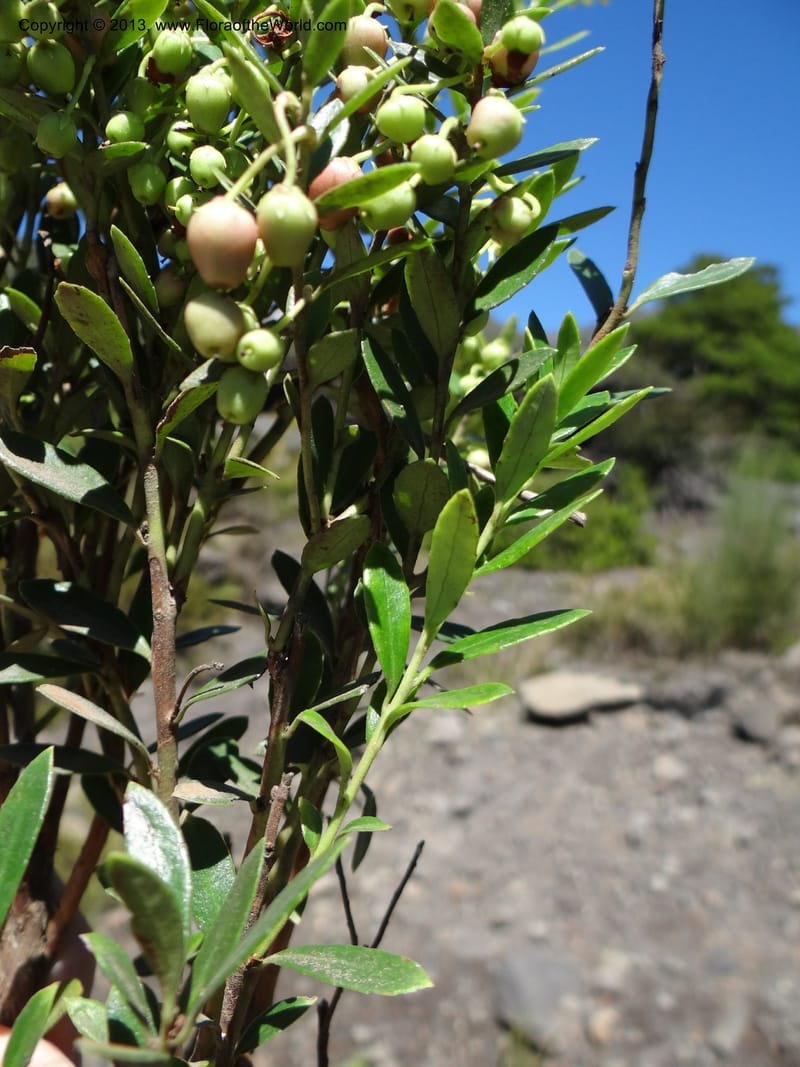 Gaultheria mucronata, WDS 34122--Chile. P.N. Laguna del Laja. 18 Feb 2013. DSC01736 (24).JPG