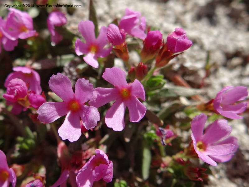 Douglasia, Davidson, C 12194--ID. Boise Co. Scott Mtn. Lookout Road. 18 Jun 2013. DSC06609 (63).JPG