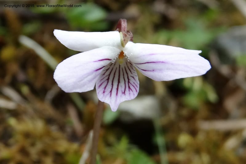 Viola, Boufford, D 43644--China. Sichuan. XiaYingShan to XiangZhai. 10 May 2014. DSC05109 (220).JPG