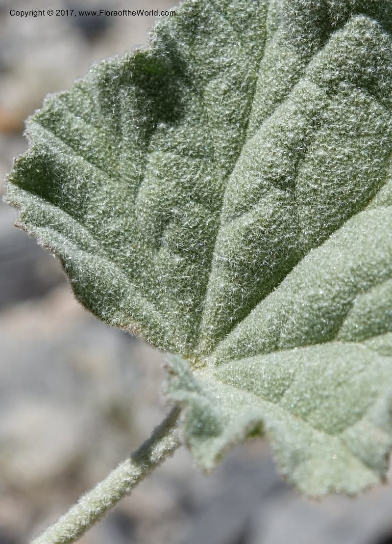 Sphaeralcea ambigua var. rugosa, Davidson, C 13113--California. Inyo Co. N. Death Valley Rd. Stop 1. 18 Apr 2016.  (37).JPG